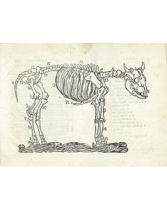 Zivchei Cohen [laws of ritual slaughter].